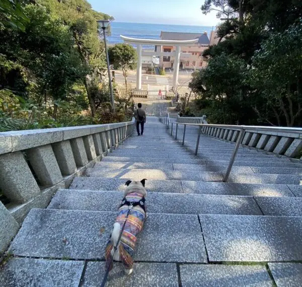 【愛犬と楽しむ大洗旅】かばやきくんと海鮮ランチ、そして磯前神社へ
