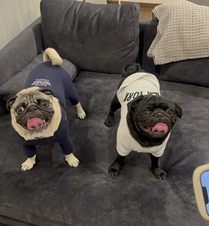 【3か月ぶりの再会に感動！】かばやきくんとパグちゃん、喜び爆発の夜